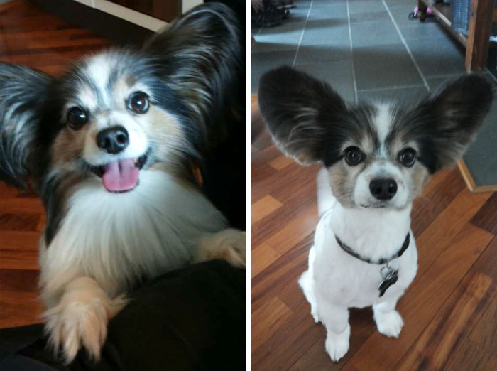 Our Dog Was Turned Back Into A Puppy By The Magic Of Haircuts