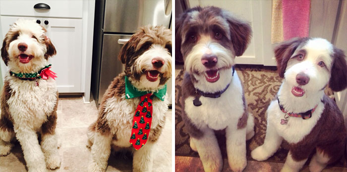 Daisy And Stanley After Their Haircut. Aussiedoodles