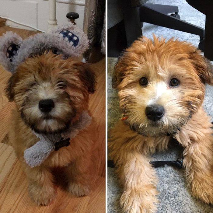 Before And After Zola's First Haircut