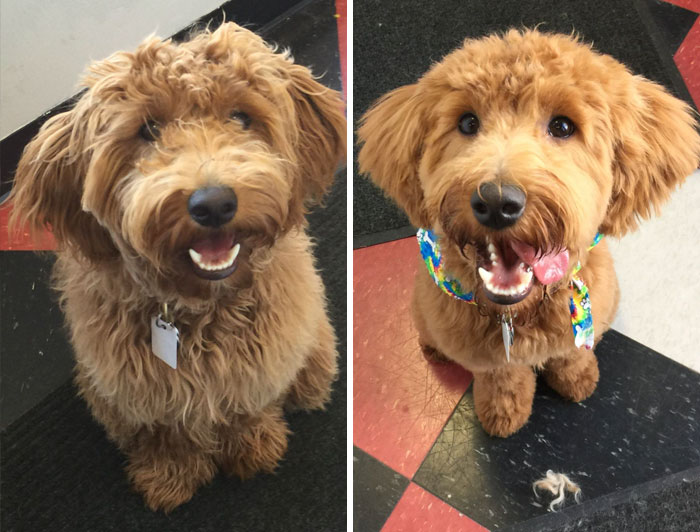 Before And After Of My Pups First Haircut