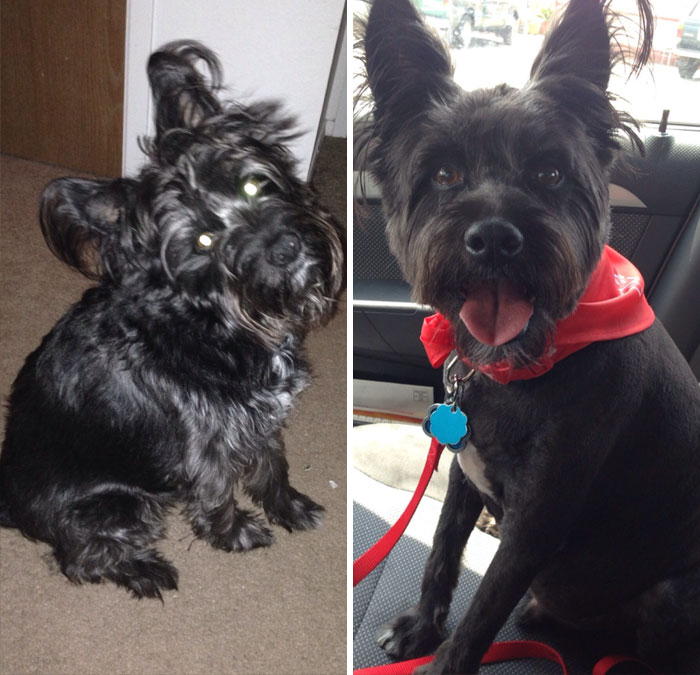 Before And After Haircut. He Looks Like A Puppy Again