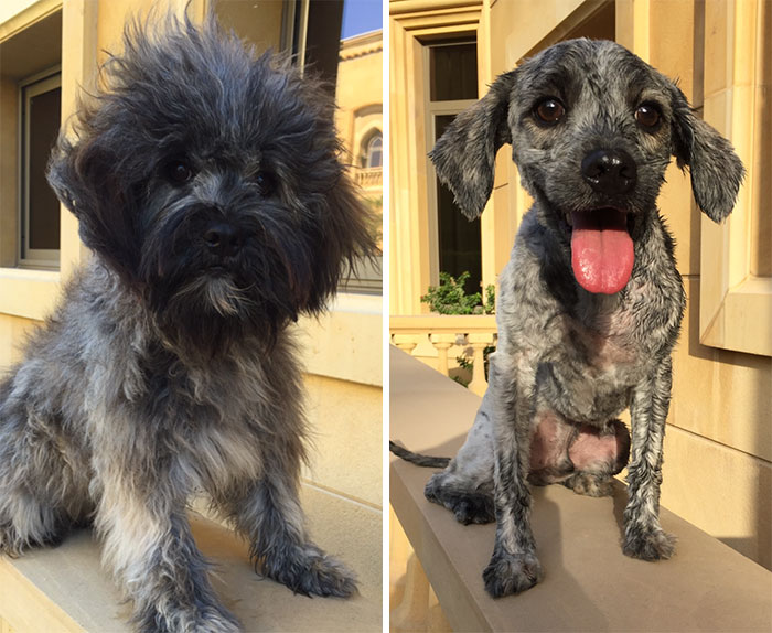 Mop, Before And After His Haircut