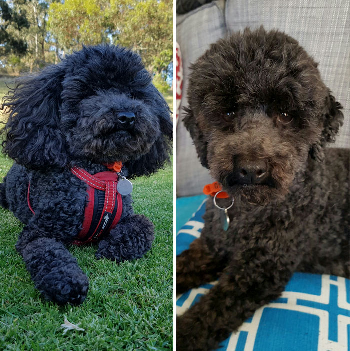 Poodle Ears Before And After Haircut