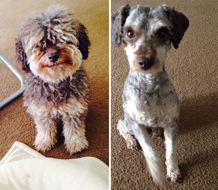 Bark Twain's Before And After Grooming