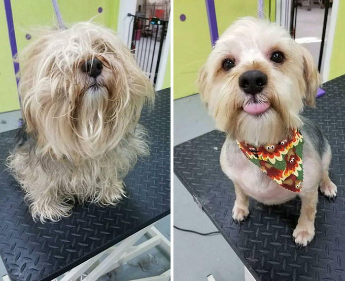 Before And After Grooming