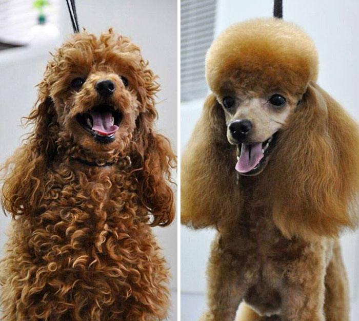 Is It The Same Dog?