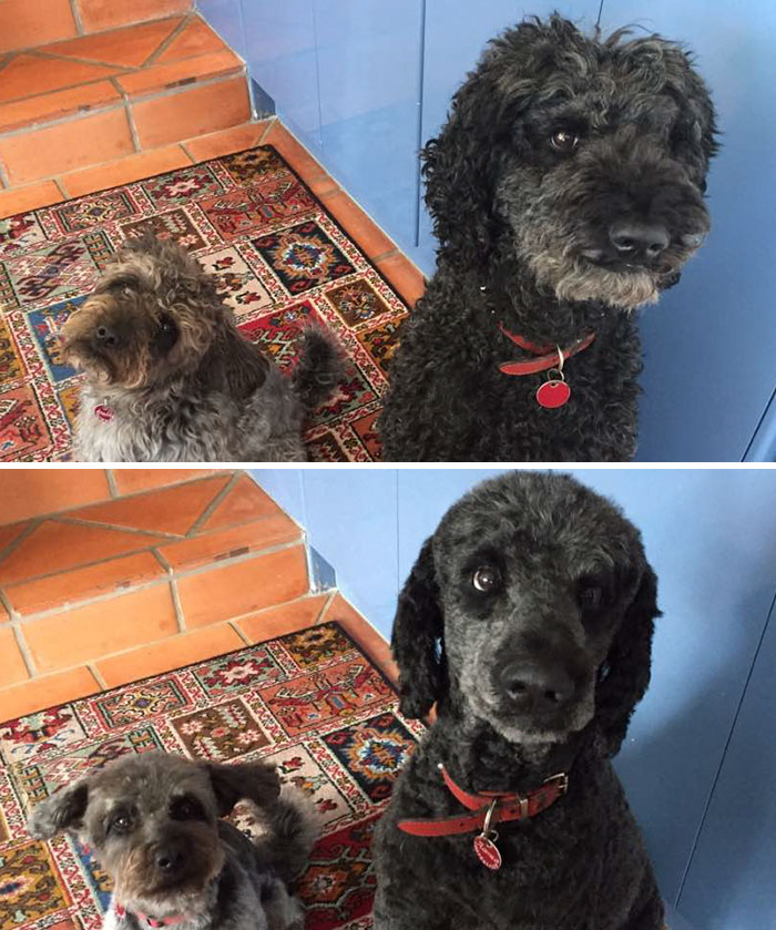 Before And After. After Photo Was Forced As The Boys Were So Excited To Run Outside And Play After Their Lovely Haircut