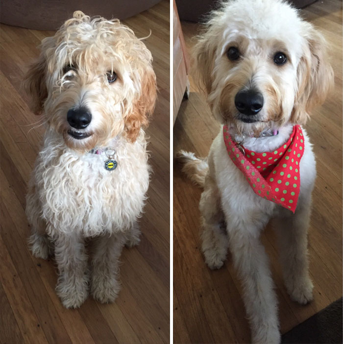 Before And After Harley's First Haircut