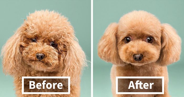 128 Dogs Before And After Their Haircuts | Bored Panda