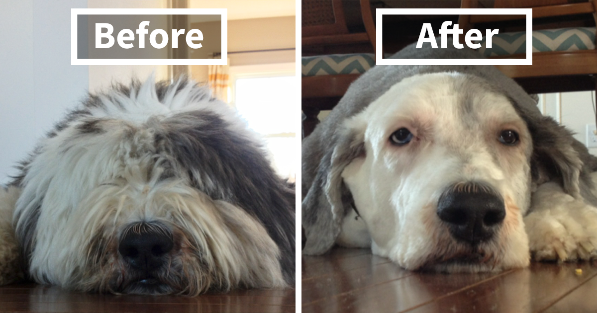 128 Dogs Before And After Their Haircuts (Add Yours)