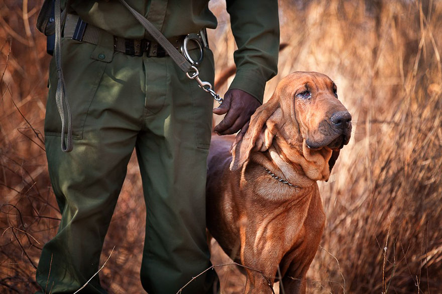 Big Life Foundation Dog Security Team Bloodhound Bone, Sustainable Travel Finalist