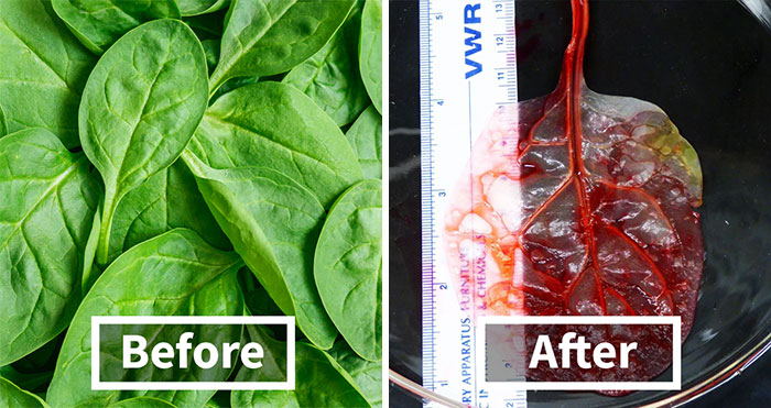 Scientists Transform Spinach Leaves Into Working Human Heart Tissue