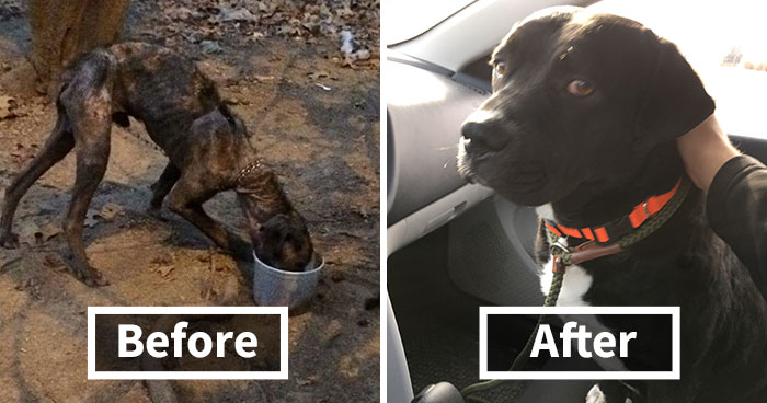 Dying Dog Chained For 4 Years Finds Forever Home, And This Is How Love Transformed Him