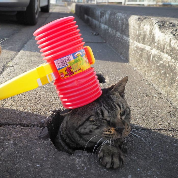 Stray Cats Find Drain Pipe Holes And Now They Are Having The Time Of Their Life