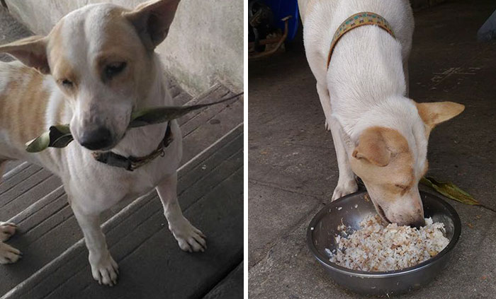 This Stray Dog Keeps Bringing Gifts To A Woman That Fed Him