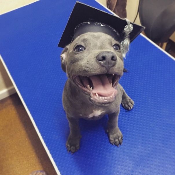 And This Proud Woman Who Just Graduated From Puppy School