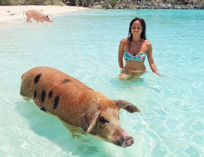 Bahamas Swimming Pigs Found Dead After Tourists Gave Them Alcohol