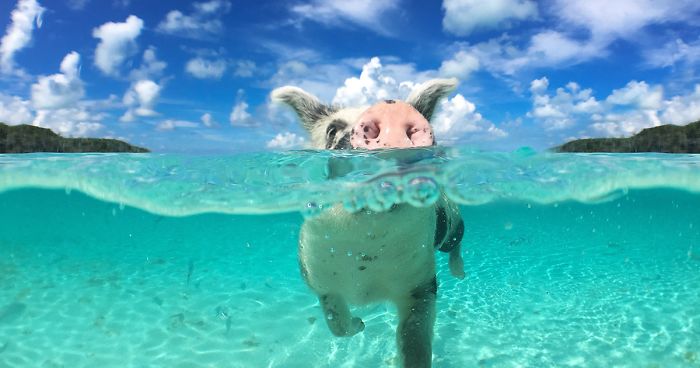 Bahamas Swimming Pigs Found Dead After Tourists Gave Them Alcohol
