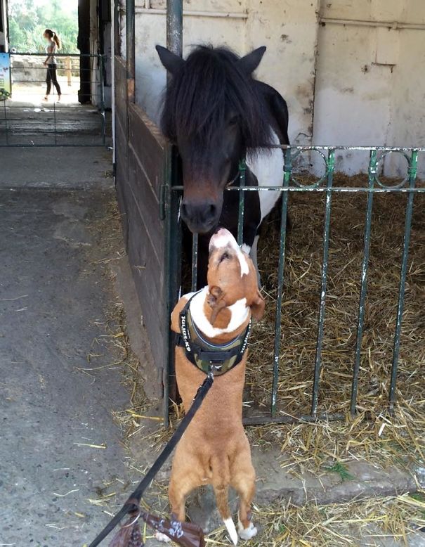 Tano, A 10 Years Old Rescued Miniature Bull Terrier, Meets A Pony For The First Time