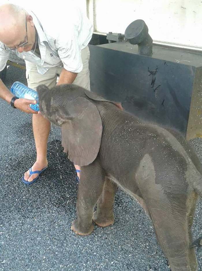 When A Thirsty Baby Elephant Appeared Out Of Nowhere, These Truck Drivers Stopped To Help Him