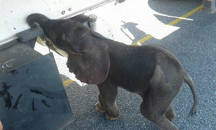 When A Thirsty Baby Elephant Appeared Out Of Nowhere, These Truck Drivers Stopped To Help Him