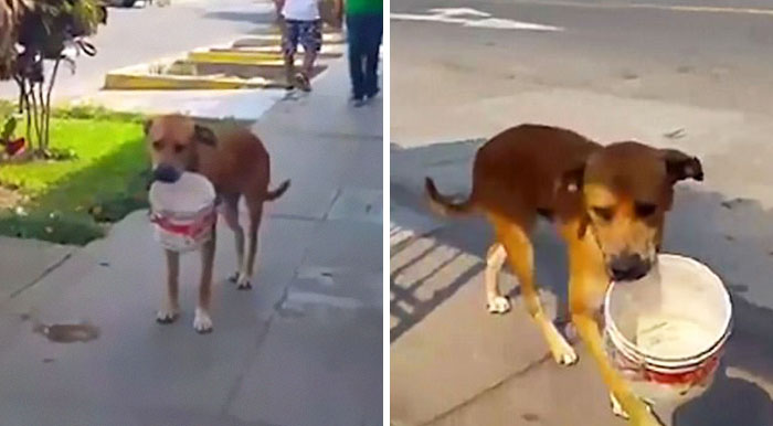 Thirsty Dog Is Carrying A Bucket And Begging For Water After Drought Hit Peru