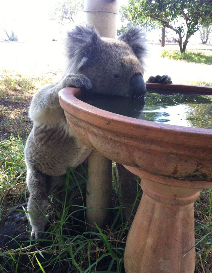 thirsty-koalas-drinking-stations-australia-1