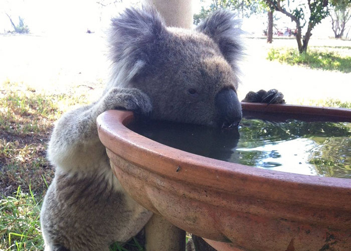 Koalas Are Dying Of Thirst, So This Farmer Came Up With A Brilliant Solution To Help Them