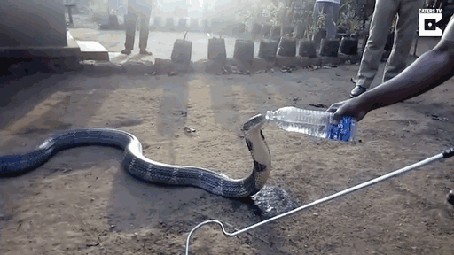 thirsty-massive-cobra-drinks-water-bottle-drought-india-2