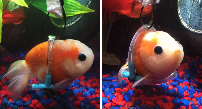 Sick Fish Couldn’t Stay Afloat, So This Guy Built Him A Tiny Wheelchair
