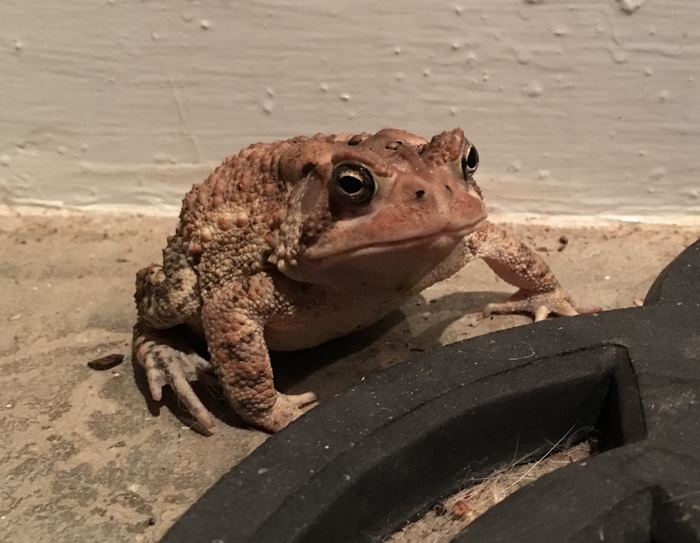 toad-tinny-hat-1