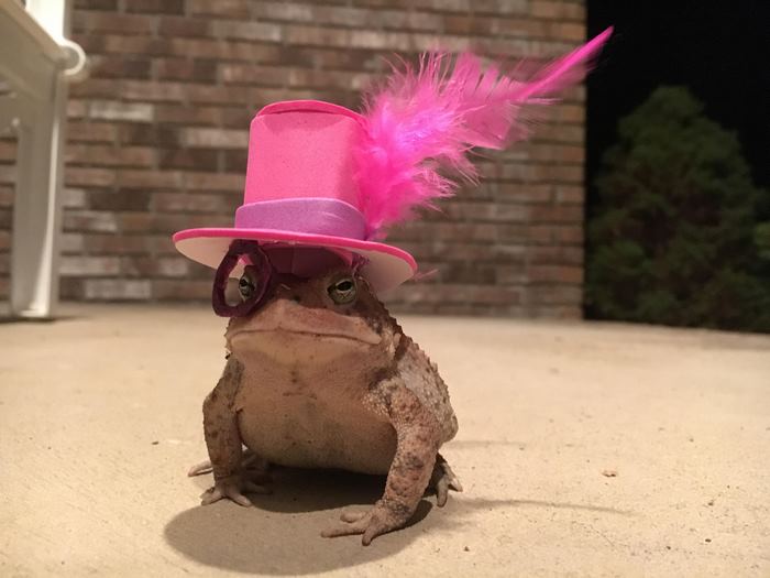 This Toad Kept Coming To This Guy's Porch, So He Started Making Him Tiny Hats