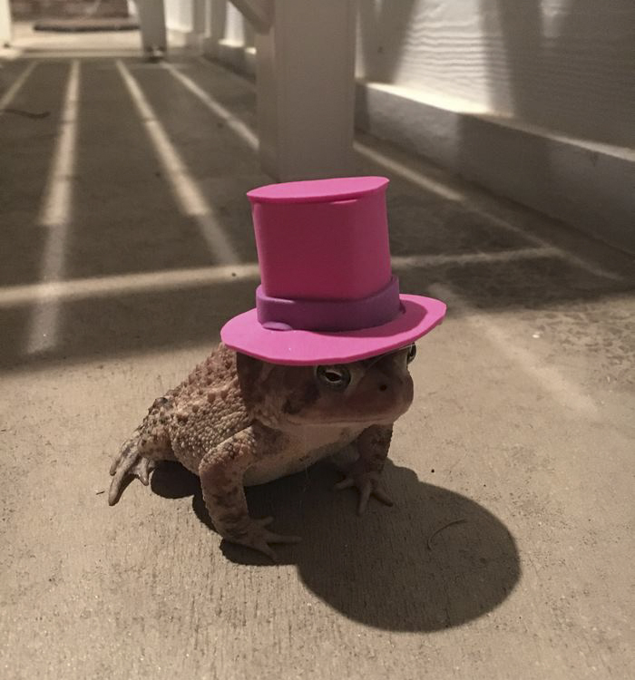 toad-tinny-hat-7