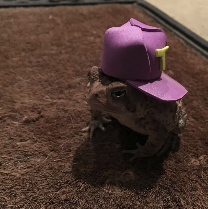 toad-tinny-hat-8