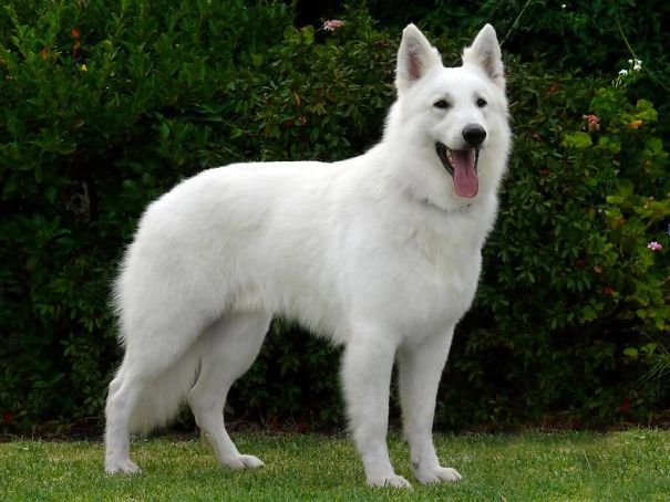 white-swiss-shepherd-dog.jpg