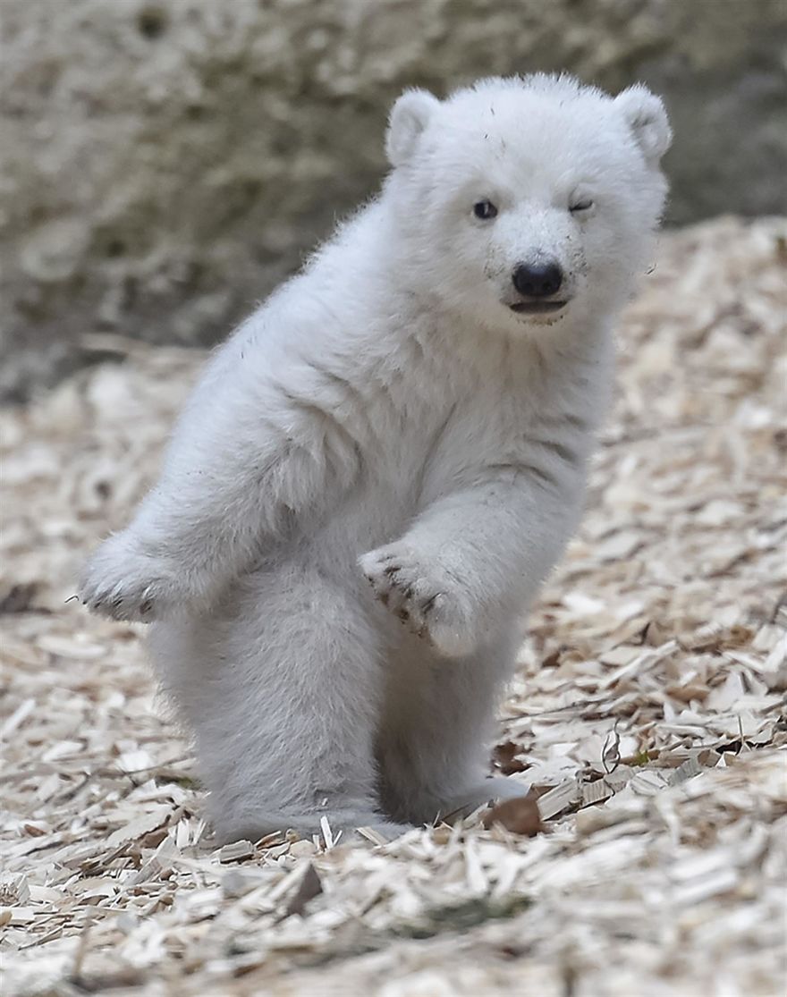 This Polar Bear Cub Taking Her First Steps And Winking At The Camera Is The Cutest Thing Ever | Bored Panda