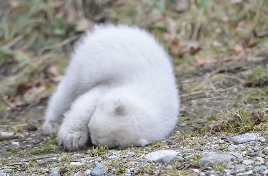 This Polar Bear Cub Taking Her First Steps And Winking At The Camera Is The Cutest Thing Ever