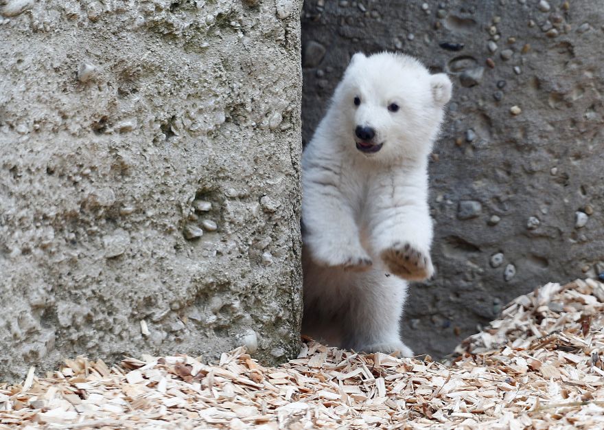This Polar Bear Cub Taking Her First Steps And Winking At The Camera Is The Cutest Thing Ever