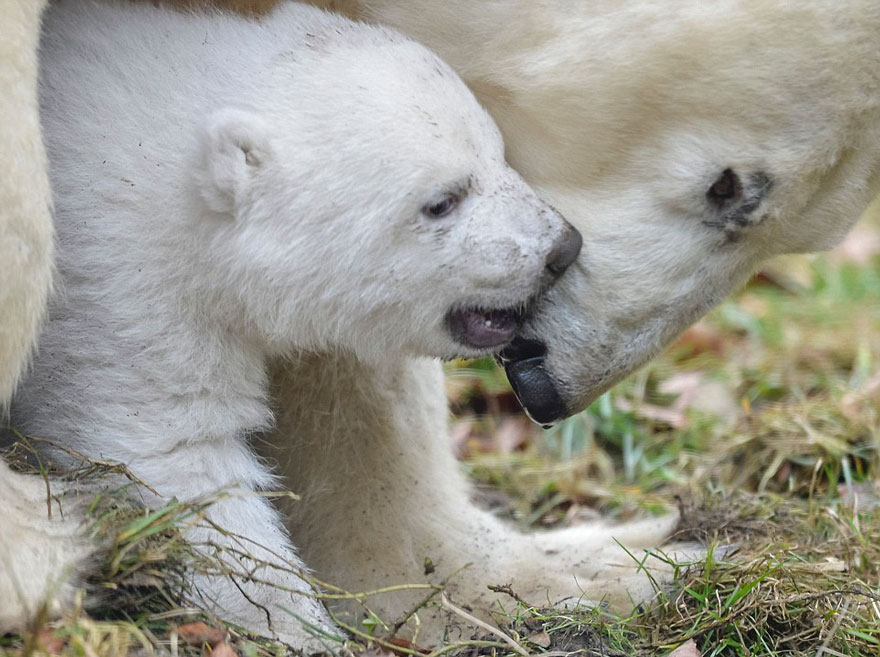 winking-polar-bear-cub-germany-24