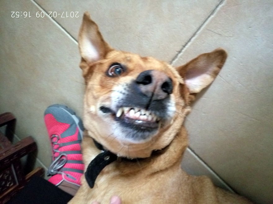 I Find Animals Hilarious And Expressive - Part1