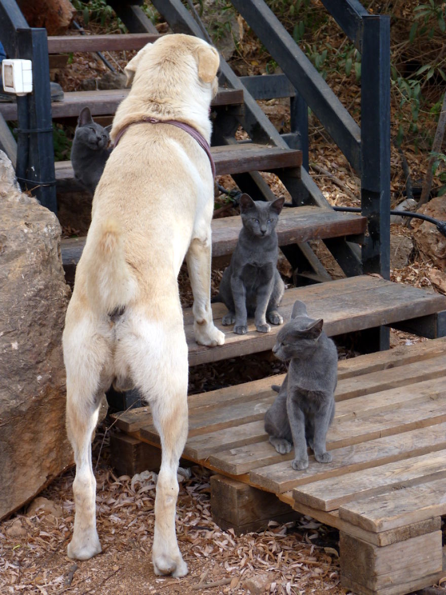 I Find Animals Hilarious And Expressive - Part1