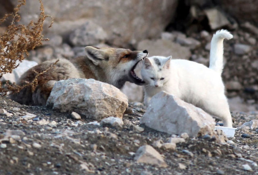 Fox Sets His Sights On A Stray Cat And Things Take An Unexpected Turn