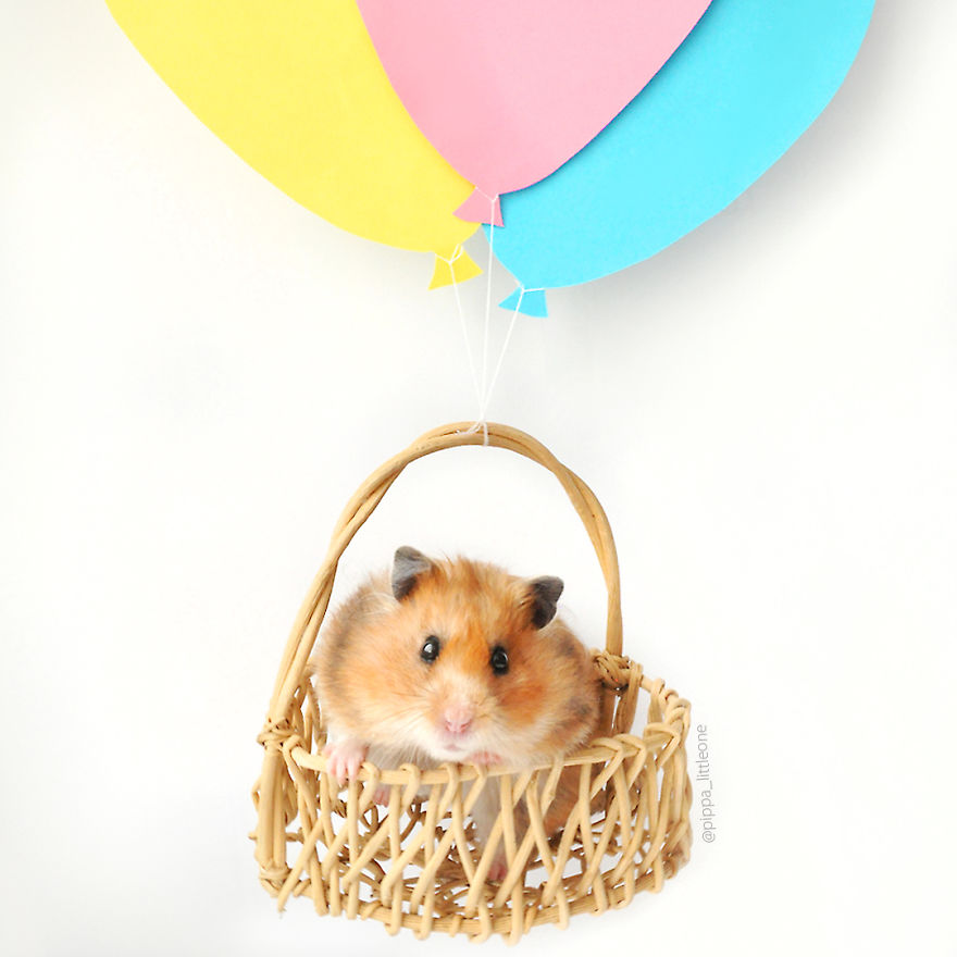 Why We Love Our Corporate Hamster