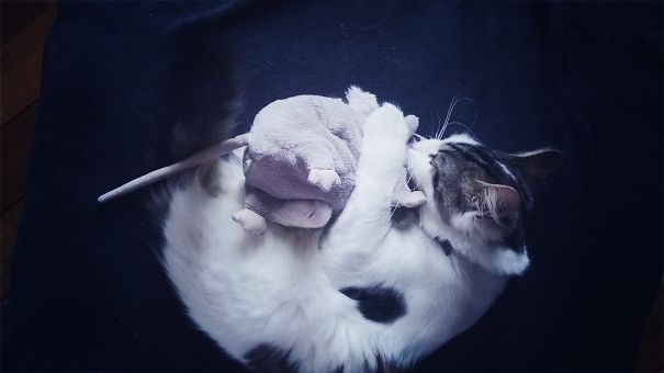 Duke Sleeping With His Rat
