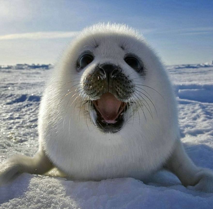 These Are Some Of The Cutest Animals That Exist ♥