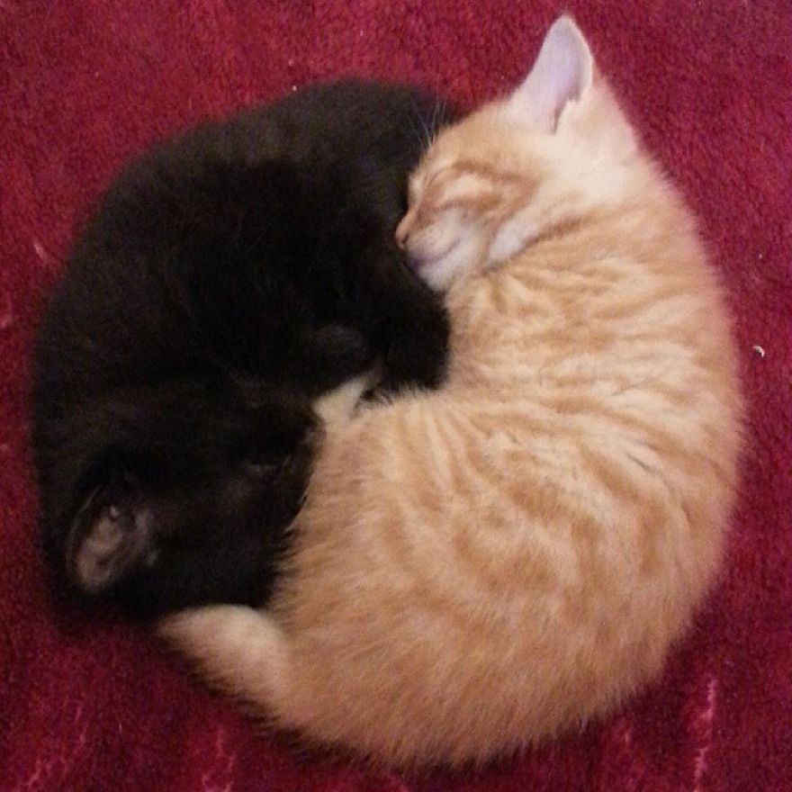 Can't Adopt? Foster! Can't Adopt? Foster!