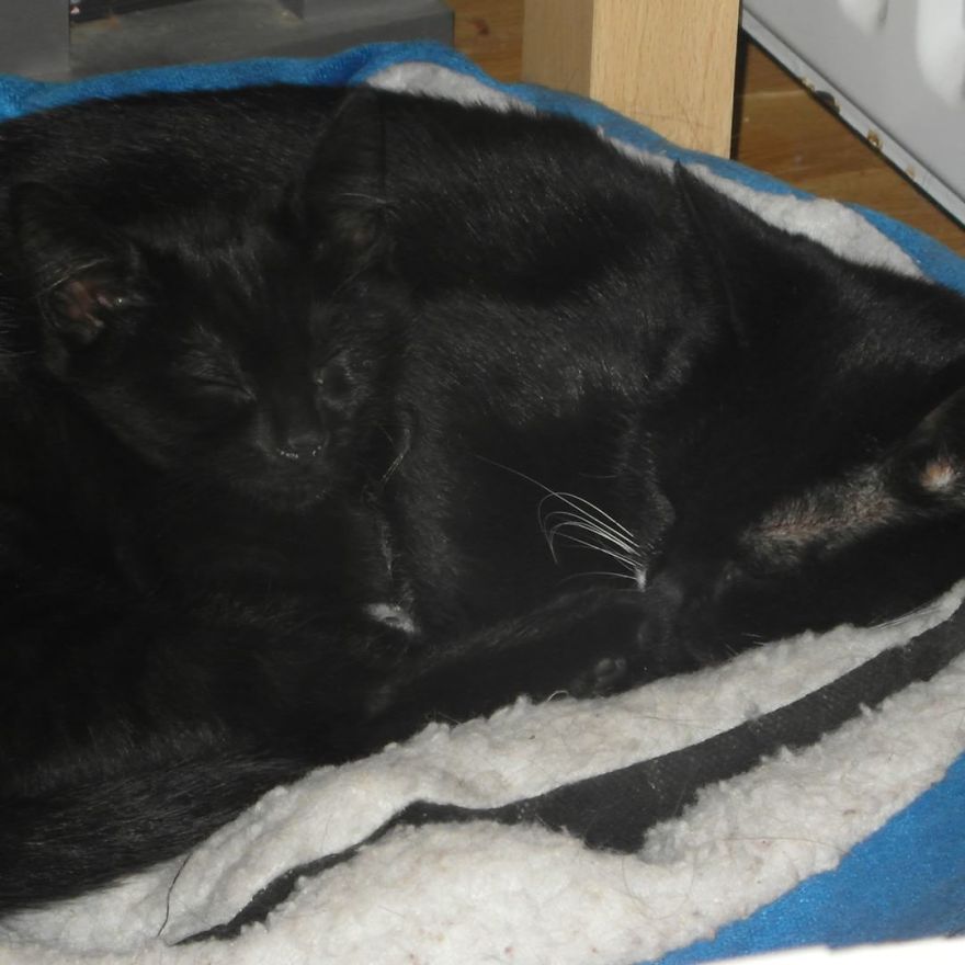 Can't Adopt? Foster! Can't Adopt? Foster!