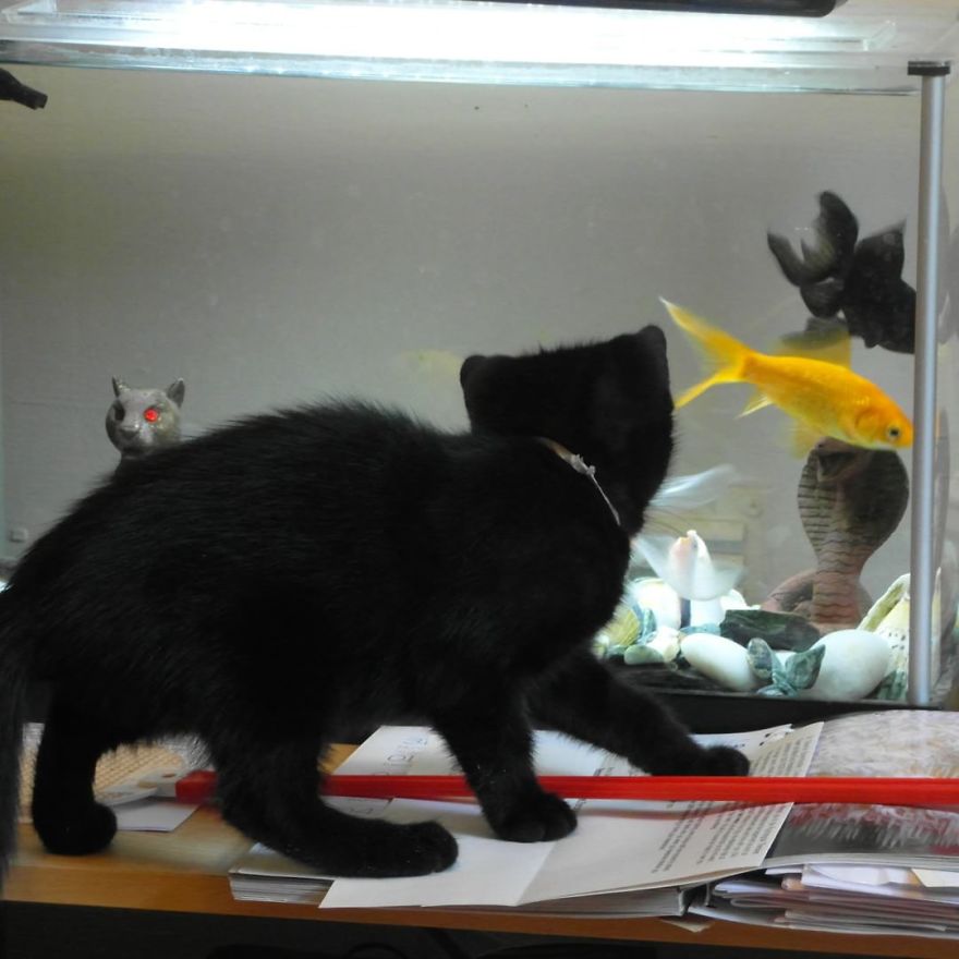 Can't Adopt? Foster! Can't Adopt? Foster!
