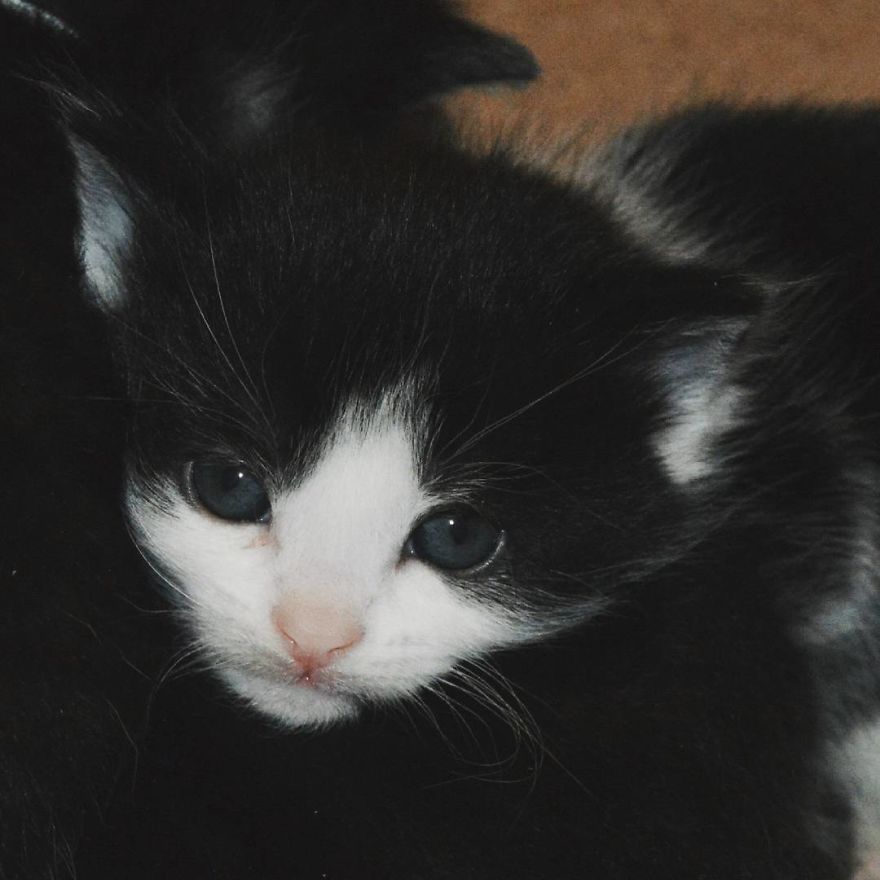 Can't Adopt? Foster! Can't Adopt? Foster!