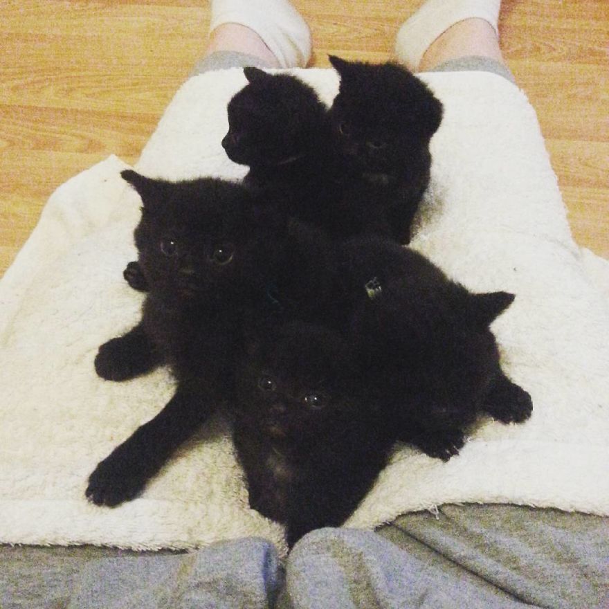Can't Adopt? Foster! Can't Adopt? Foster!